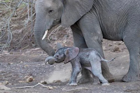 Young Mother Elephant helping Newborn Calf to Walk Stock Photos