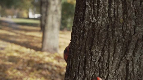 Young mother having fun with her son in autumn park at sunny day Stock Footage 97150487