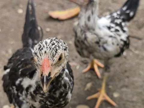Young Mottled Chicken Looking at Camera with Blurred Friend in Background Stock-Fotos