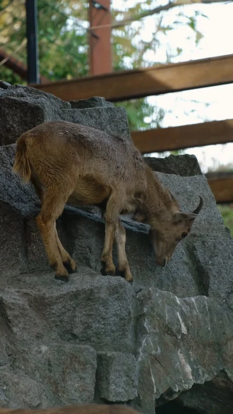 Young mountain goat climbs down rocky steps inside a zoo enclosure, carefully Stock Footage 325740566