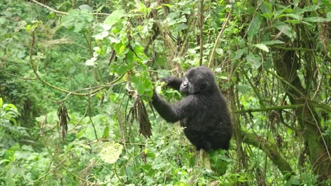 Young Mountain Gorilla clinging to a branch and eating fresh leaves, Stock Footage 332071684