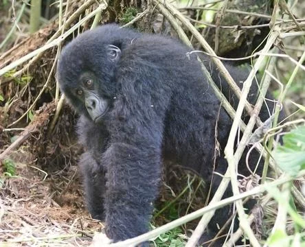 Young mountain gorilla in deep forest Stock Photos