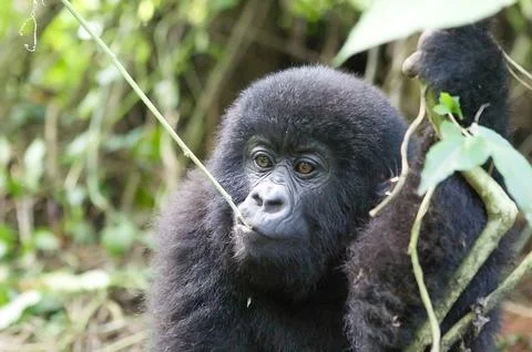 Young mountain gorilla in deep forest Stock Photos