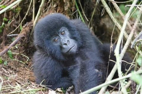 Young mountain gorilla in deep forest Stock Photos