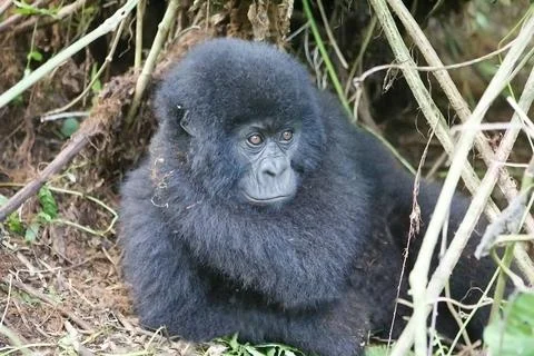 Young mountain gorilla in deep forest Stock Photos