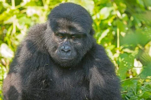 Young mountain gorilla in the forest 스톡 사진