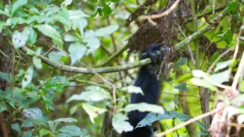 Young mountain gorilla hanging from a vine in Bwindi Impenetrable Forest, Uganda Stock Footage 346176709