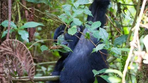 Young mountain gorilla hanging from a vine among dense montane rainforest Stock Footage 346177169