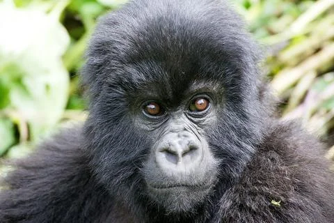 Young mountain gorilla Stock Photos