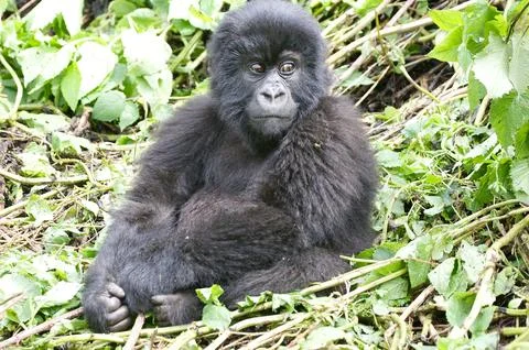 Young mountain gorilla Stock Photos