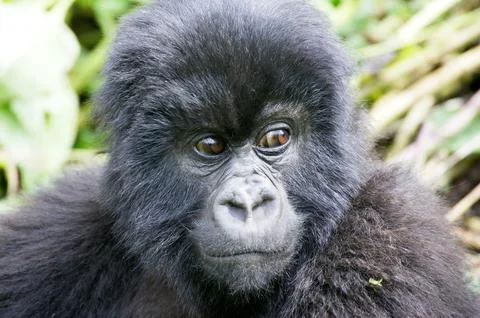 Young mountain gorilla Stock Photos