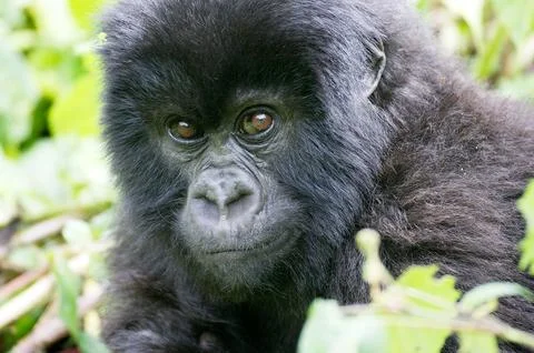 Young mountain gorilla Stock Photos