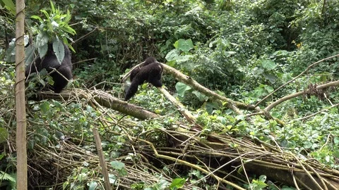 Young Mountain Gorilla playing. Stock Footage 125257731