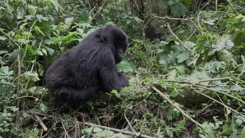 Young Mountain Gorilla uses tree trunk for toilet. Virunga, DRC, Africa Video stock 82781732