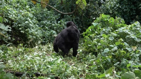 Young Mountain Gorillas Stock Footage 125263483