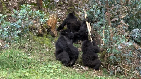 Young Mountain Gorillas outside the forest Video stock 125254634