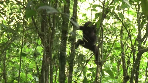 Young mountain gorillas playing / climbing - Uganda Stock Footage 84623517