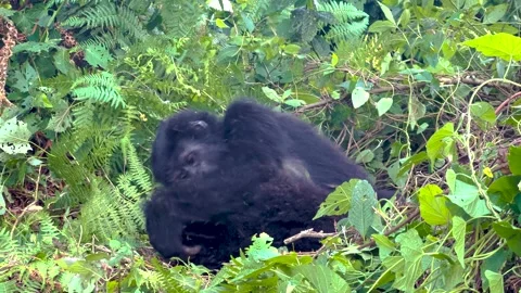 Young mountain gorillas playing in dense rainforest vegetation, Bwindi Stock Footage 330903131