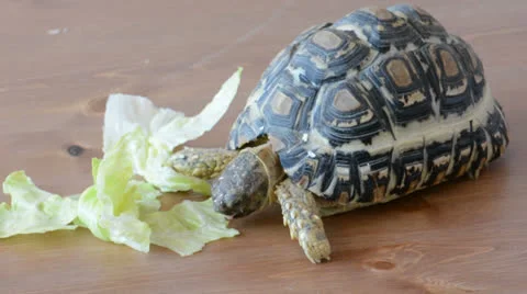 Young mountain or leopard tortoise (geochelone pardalis) Stock Footage 26083178