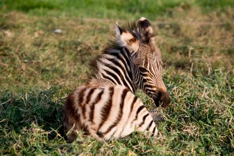Young Mountain Zebra lying Stock Photos