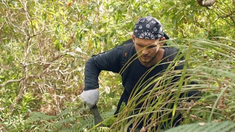 A young mountainer guy with machete, cutting wild grasses in the jungle. Stock Footage 116277639