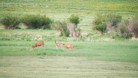 A young mule deer being hurried along by two adults in Colorado Stock-Footage 246943693
