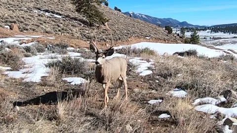 Young Mule Deer Buck Vídeo Stock 310814934