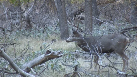 Young Mule Deer Buck Standing Behind a Screen of Brush Stock Footage 117763850