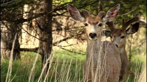 A young mule deer buck stands watch Stock Footage 75693440