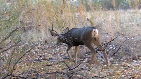 Young Mule Deer Buck Walking in Riparian Habitat Stock Footage 49651702
