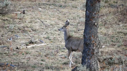 Young Mule Deer Cautiously Walks Towards Mother 4K Stock Footage 141404802