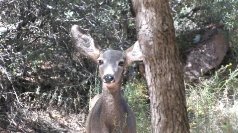 Young Mule Deer Video stock 530679