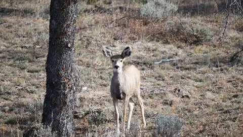 Young Mule Deer Sniffs Air 4K Stock Footage 141404752