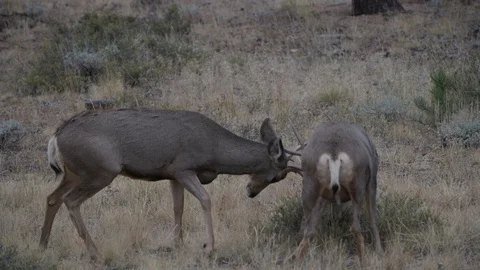 Young Mule Deer Sparring Stock Footage 120088676