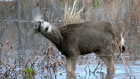 Young mule deer spike buck shakes his large ears while standing in flooded Stock Footage 134077313