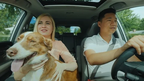 Young multinational couple with a dog ride in the car, a general front view Stock Footage 98292241