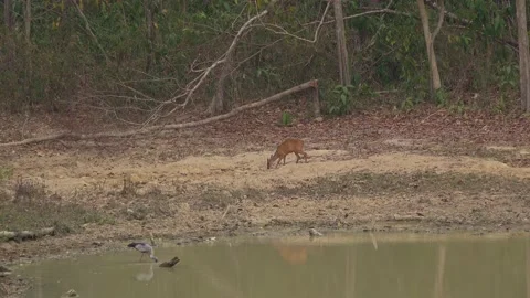 Young Muntjac Deer Stock Footage 174228818