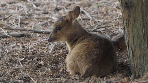 Young Muntjac Deer, Muntiacus Stock Footage 116777542