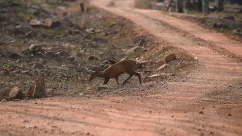 Young muntjac navigating through the forest in Tadoba national park Stock Footage 271627931