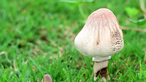 A young mushroom before opening its cap suddenly appearing in a park, 4K Vidéo 339314092