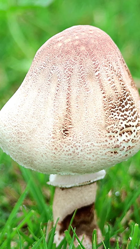 A young mushroom before opening its cap suddenly appearing in a park,4K,Vertical Vidéo 339314135