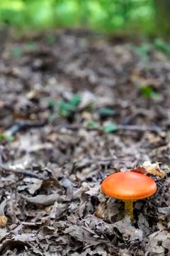 Young mushroom Stock Photos