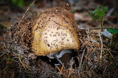 Young Mushroom Stock Photos