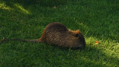 Young Muskrat eats Grass on the Lawn in the Park Early in the Morning, Then Runs Stock Footage 160329391