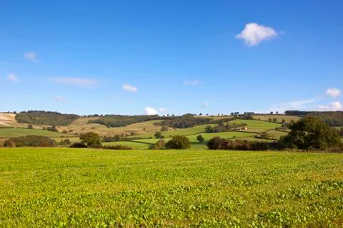 Young mustard crop Stock Photos