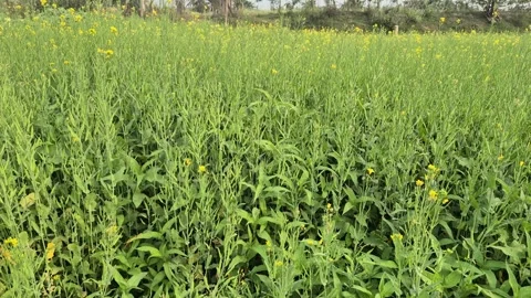 Young Mustard Seed Pods Developing in Weedy Farming Field Stock Footage 337152242