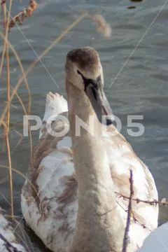 Young mute swan in juvenile plumage, at the shore of the lake. f Stock Photos