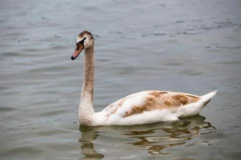 Young mute swan posing Stock Photos
