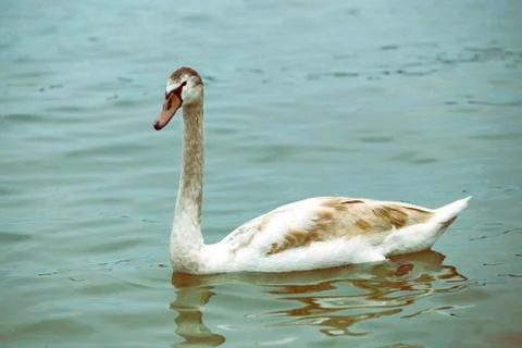 Young mute swan posing Stock Photos