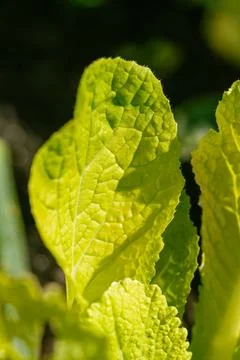 Young Napa Cabbage Leaf Stock Photos